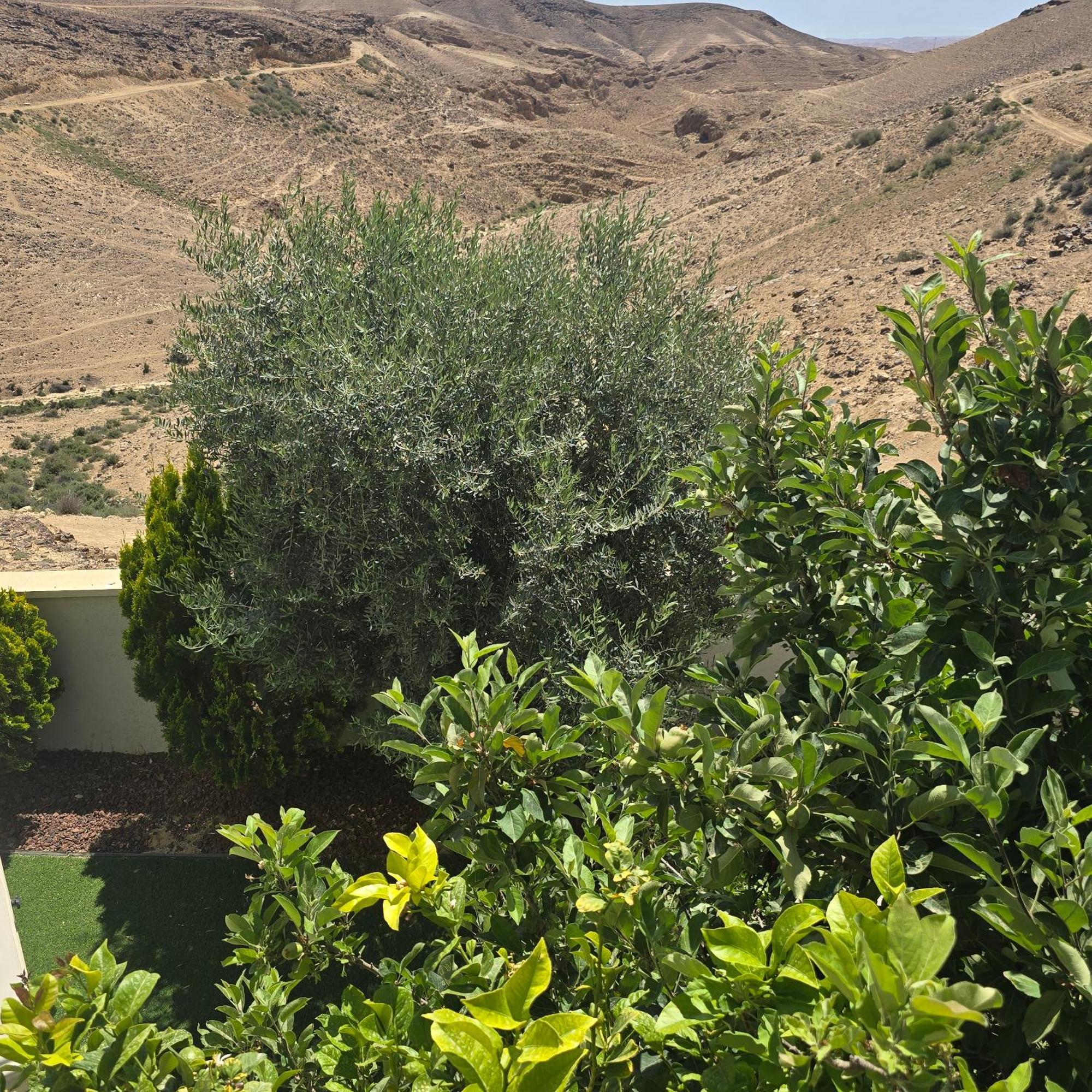 " Arada " Luxury House Villa ภายนอก รูปภาพ
